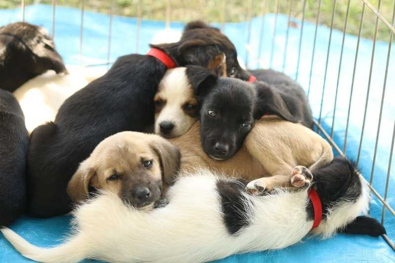 Feira de adoção de animais no Partage São Gonçalo