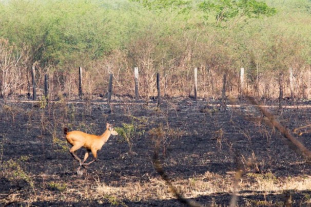 Devastação na Amazônia aumenta mais de 50% em setembro, mostra Imazon