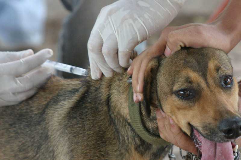 São Gonçalo vacina cachorros e gatos neste sábado